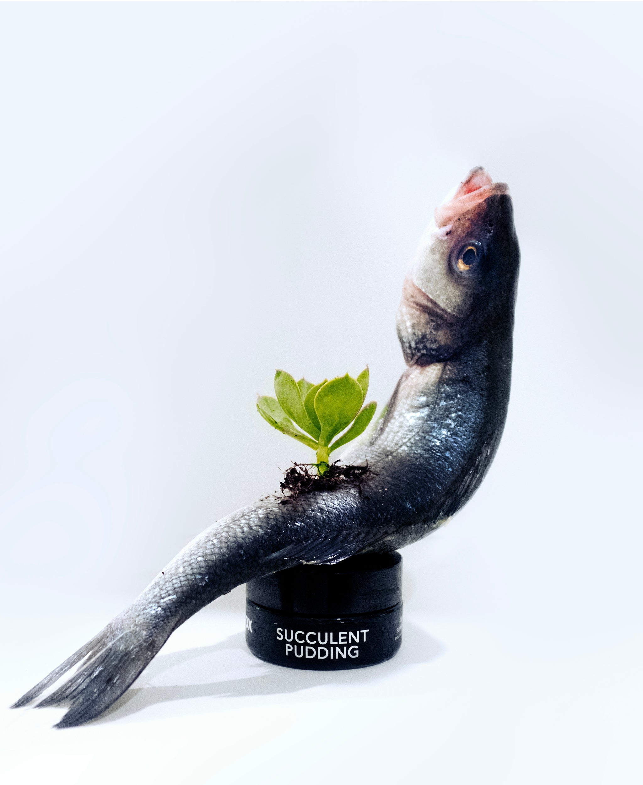 SUCCULENT PUDDING Oceanic Peptide Super Calm Emulsion – L I L F O X