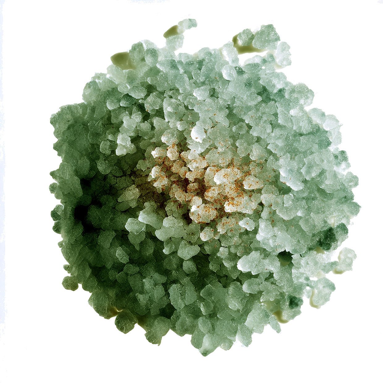 ADRIATIC TEMPLE - L I L F O X